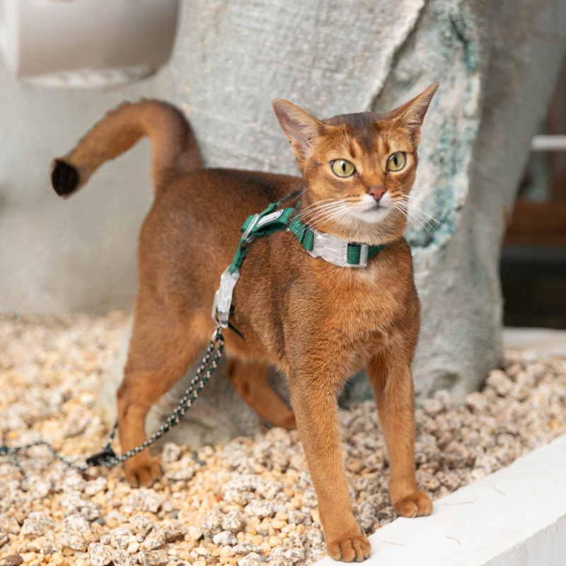 Brown cat wearing harness and leash outdoors
