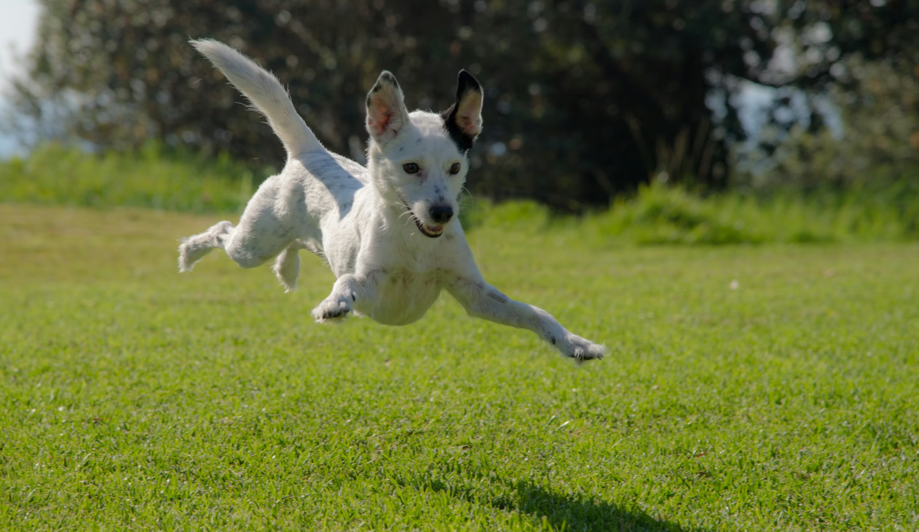 Why Do Dogs Eat Grass? The Real Reasons Explained