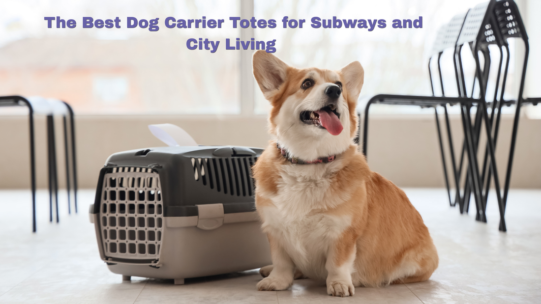 Kleiner Hund neben harter Transportbox für City Tote Guide