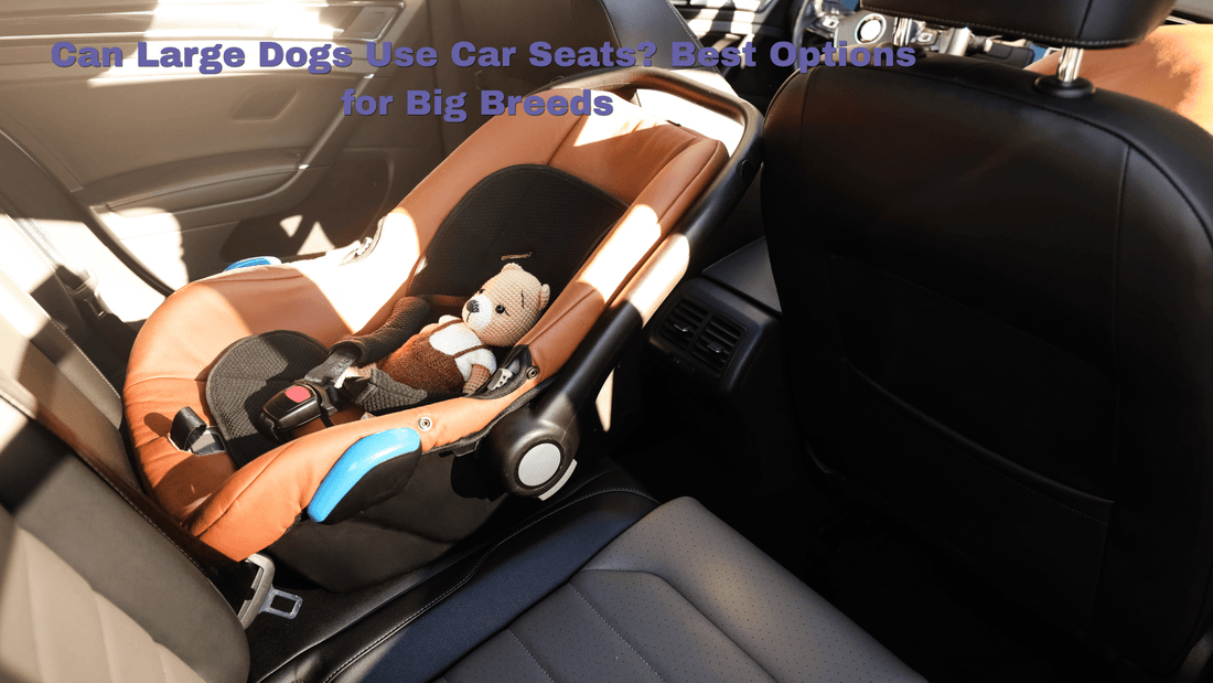 Can Large Dogs Use Car Seats? Best Options for Big Breeds - ZoePaws