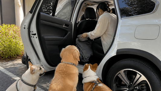 Dog Breed Travel Needs: Practical Tips for Corgis, Golden Retrievers, Bulldogs, and More - ZoePaws