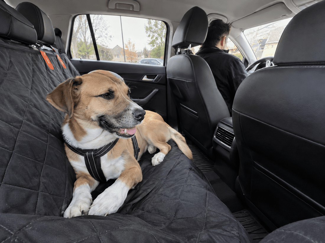 Dog Car Sickness: Signs, Causes, and What to Do - ZoePaws