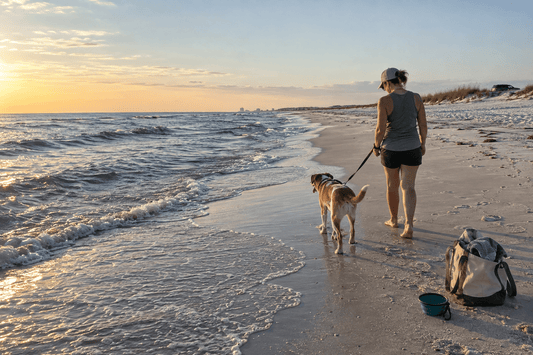 Dog-Friendly Beaches in Florida: Pensacola and Beyond - ZoePaws