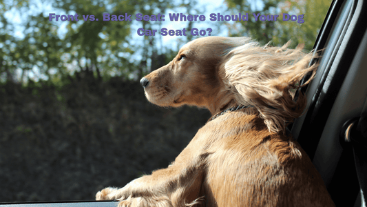 Front vs. Back Seat: Where Should Your Dog Car Seat Go? - ZoePaws