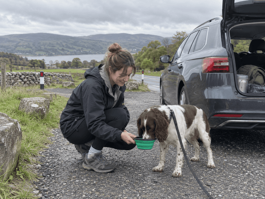 How Often Should You Stop When Driving With a Dog? - ZoePaws
