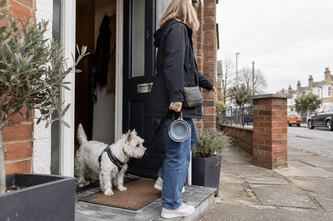Is a Westie Right for You? An Honest Everyday Guide - ZoePaws