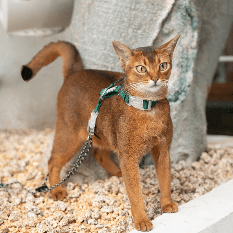Should I Walk My Cat? Safe Harness and Outdoor Guide - ZoePaws