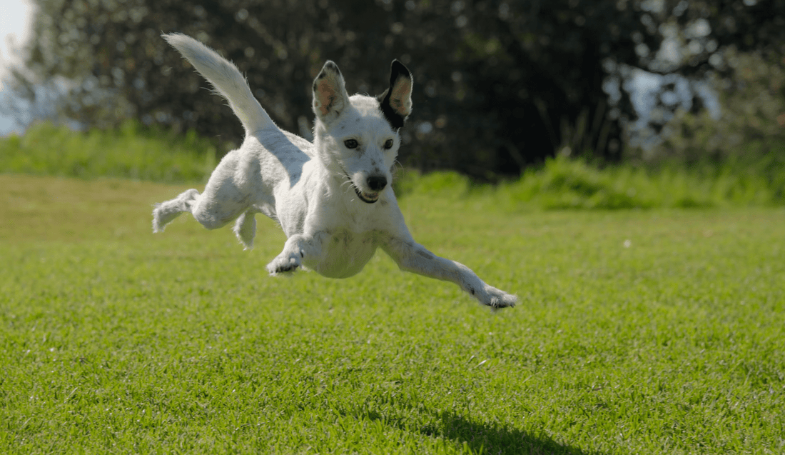Why Do Dogs Eat Grass? The Real Reasons Explained - ZoePaws