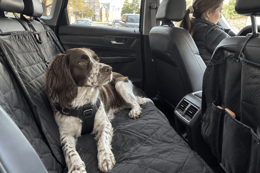 Why Does My Dog Bark in the Car? - ZoePaws