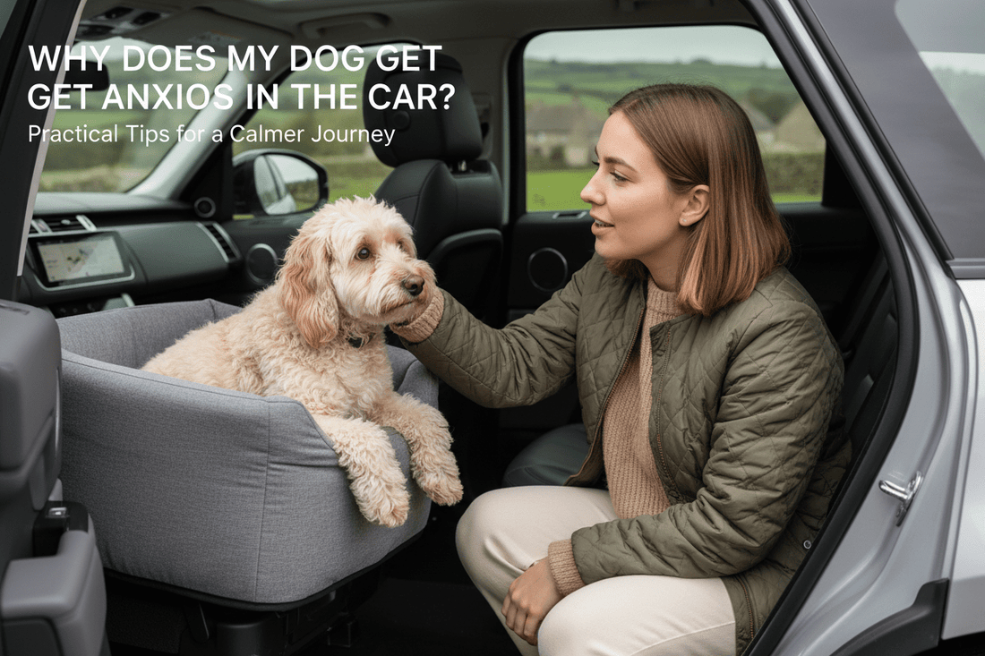 Why Does My Dog Get Anxious in the Car? - ZoePaws