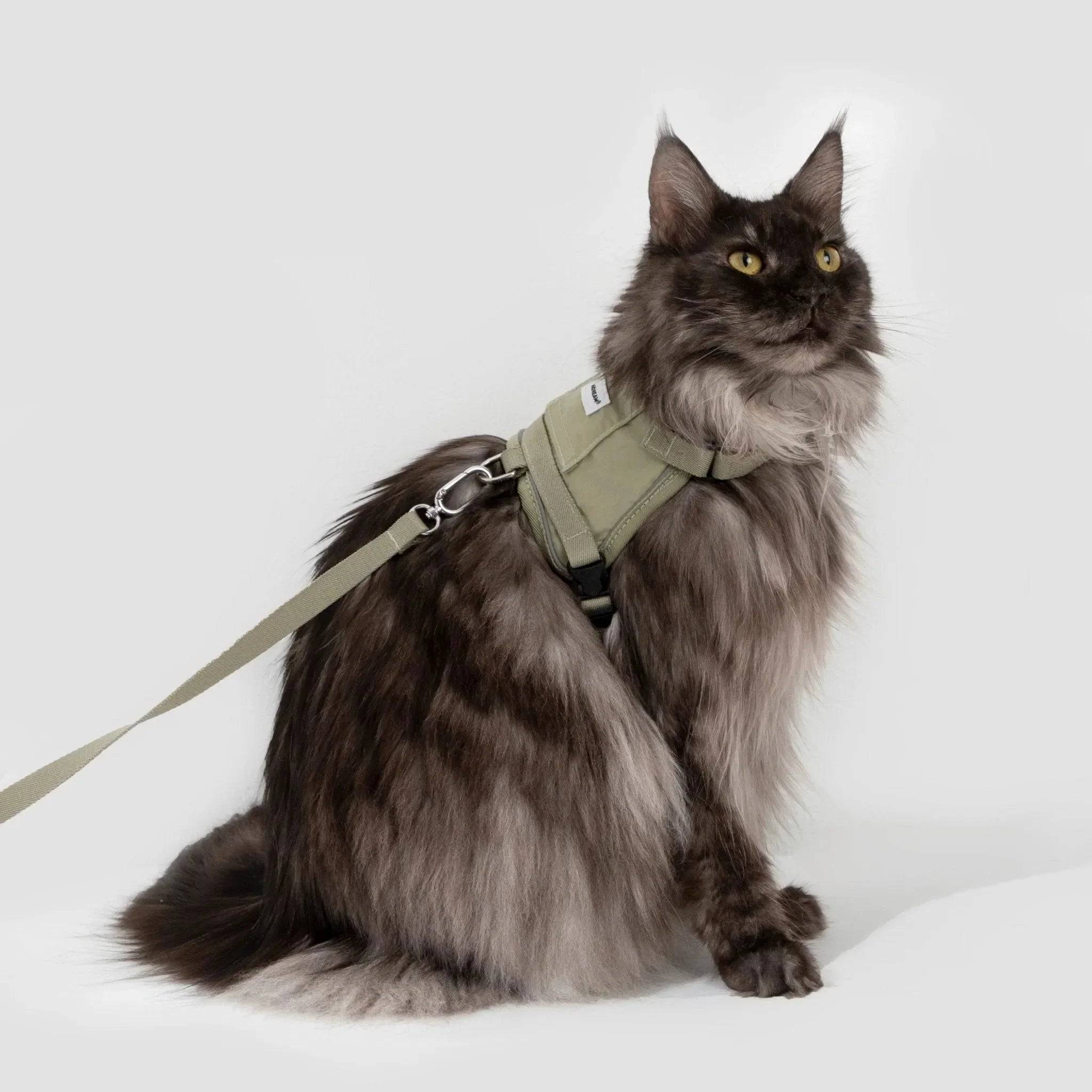 Pet Collar & Harness