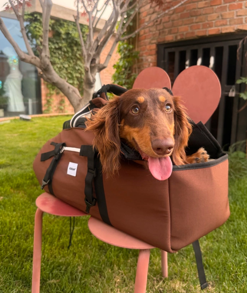 Loved by cats and dogs