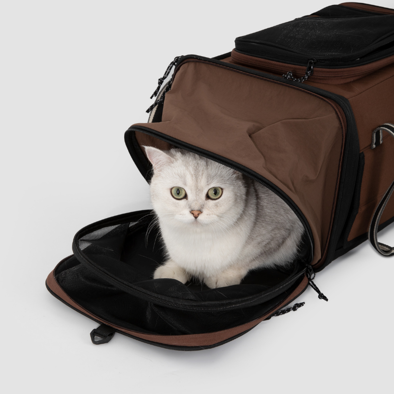 Weiße Katze schaut aus dem doppelten Zelt erweiterbaren Haustier-Reise-Transporter