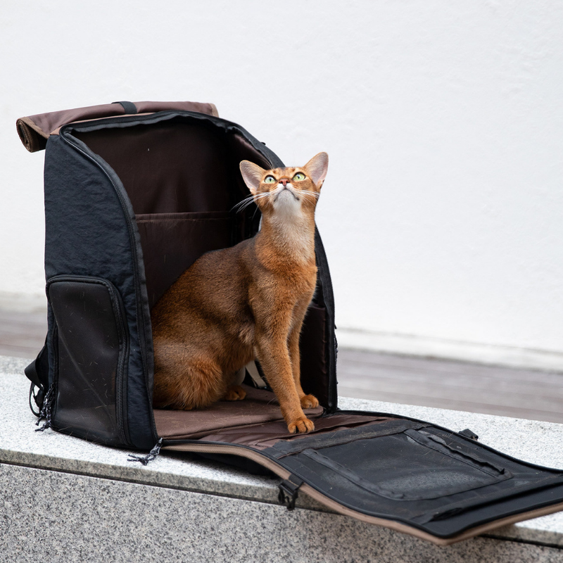 Ergonomischer Anti-Sag Haustier-Rucksack – Zusätzliche Perspektive