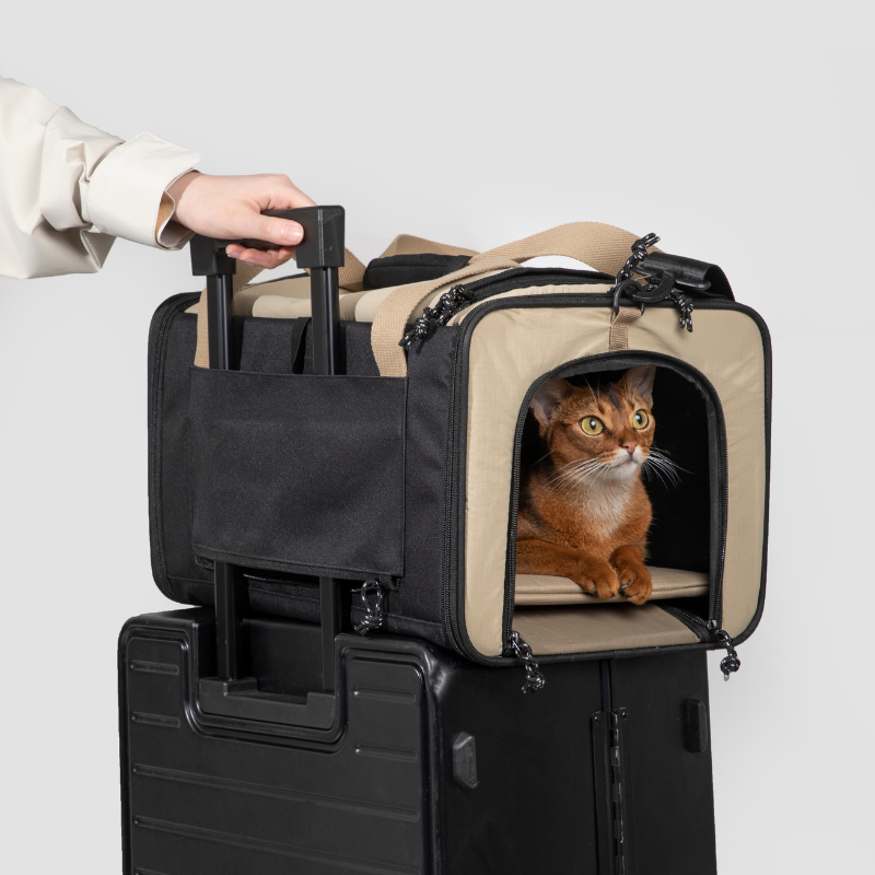 Cat in foldable pet carrier mounted on rolling suitcase handle