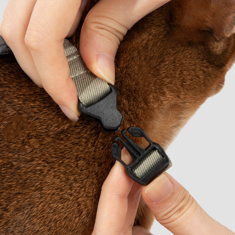 Close-up of buckle on Valley Series lightweight cat harness