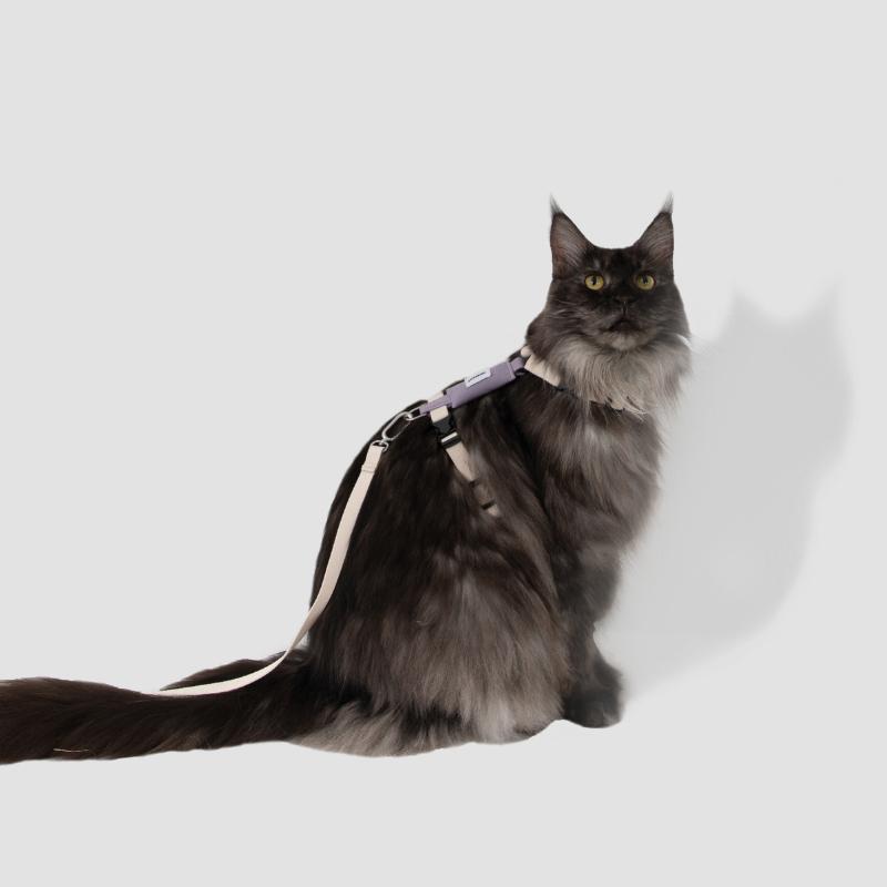 Valley Series Lightweight Cat Harness