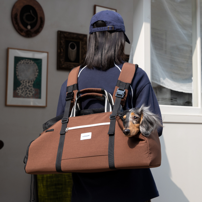 Owner wearing brown baguette dog backpack carrier on back with dachshund