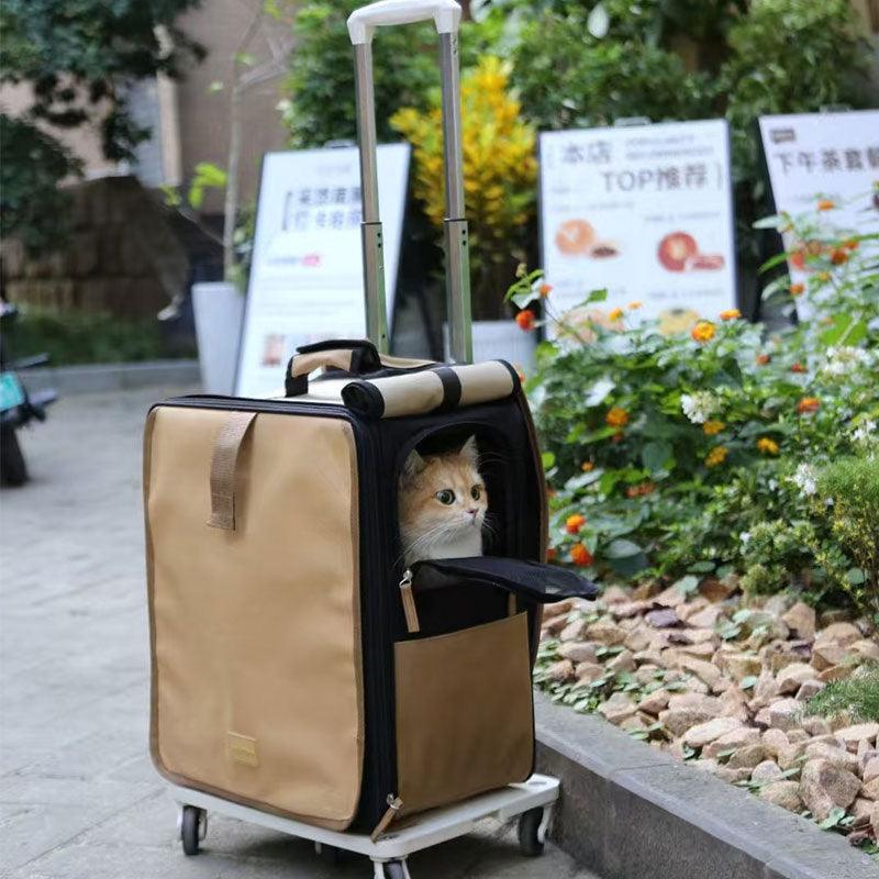Cat inside black and beige trolley carrier on garden path