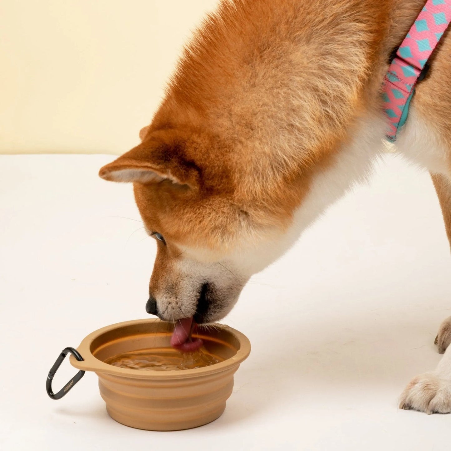 Collapsible Travel Pet Bowl for Dogs & Cats - ZoePaws