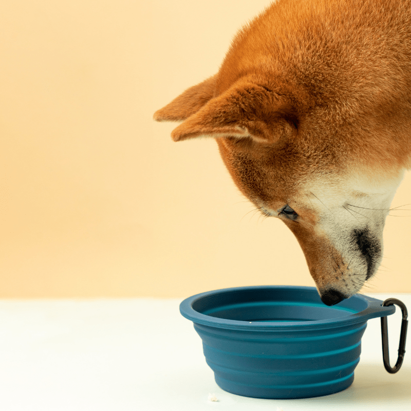 Collapsible Travel Pet Bowl for Dogs & Cats - ZoePaws