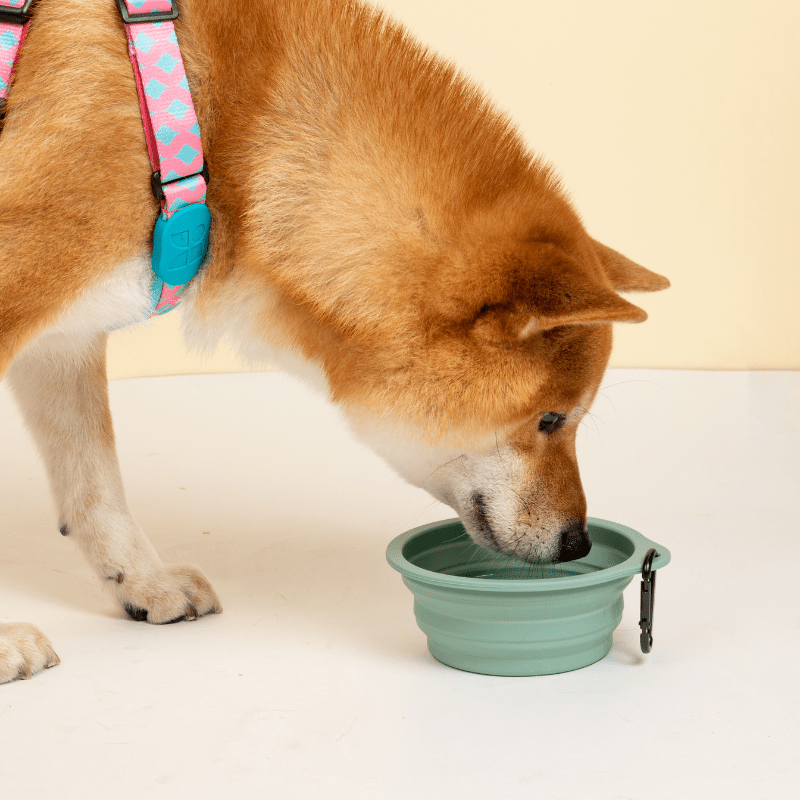 Collapsible Travel Pet Bowl for Dogs & Cats - ZoePaws