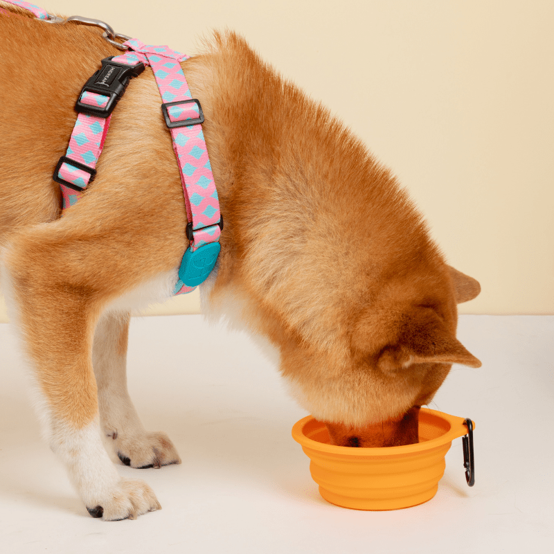 Collapsible Travel Pet Bowl for Dogs & Cats - ZoePaws