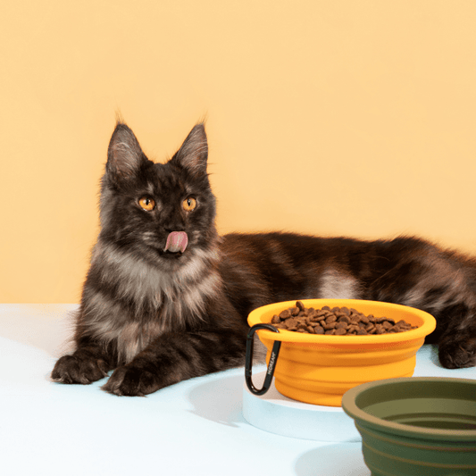 Collapsible Travel Pet Bowl for Dogs & Cats - ZoePaws