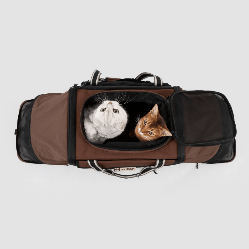 Katzen ruhen im erweiterten doppelten Zelt Haustier-Reise-Transporter, Draufsicht
