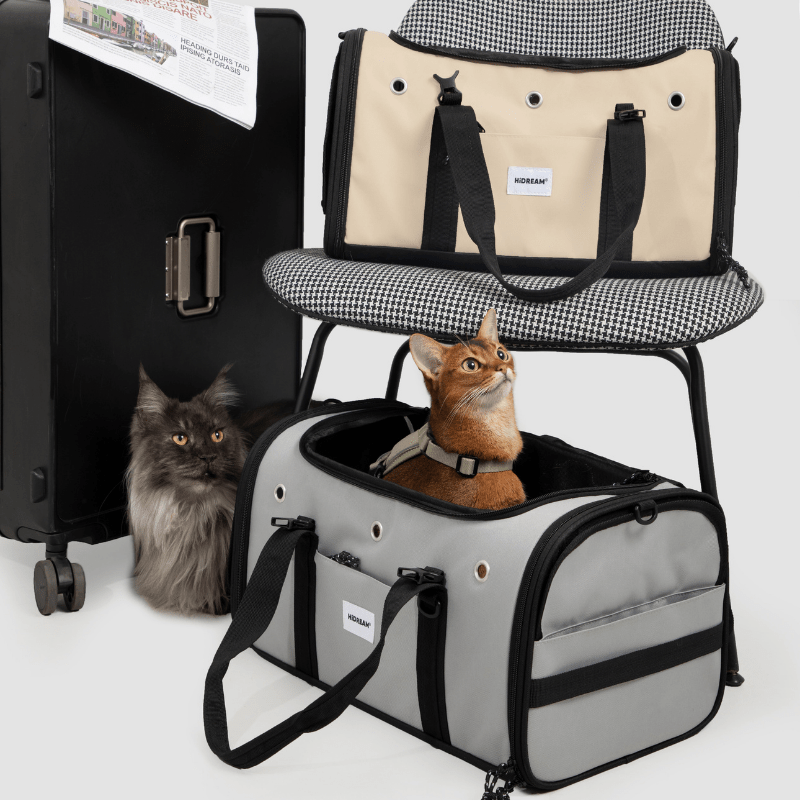Toast-farbener Fluggast-Haustiertransporter unter dem Stuhl, neben einem Koffer sitzende Katzen