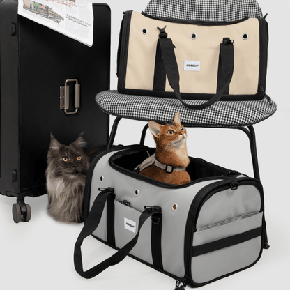 Toast-farbener Fluggast-Haustiertransporter unter dem Stuhl, neben einem Koffer sitzende Katzen