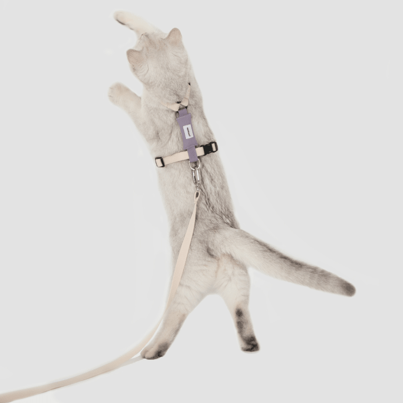 Valley Series Lightweight Cat Harness - ZoePaws