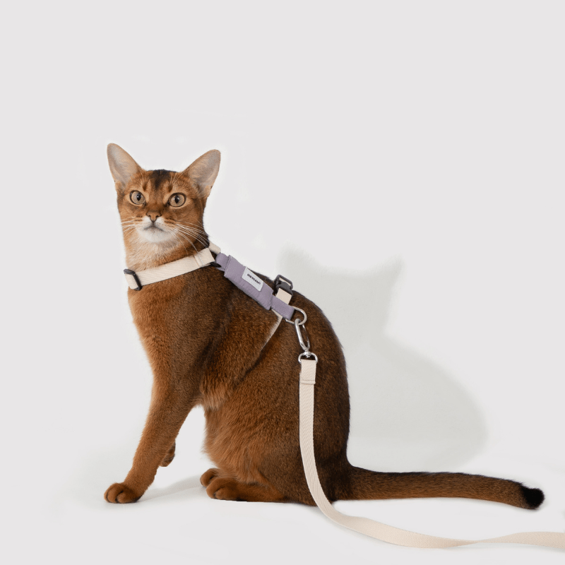 Valley Series Lightweight Cat Harness - ZoePaws
