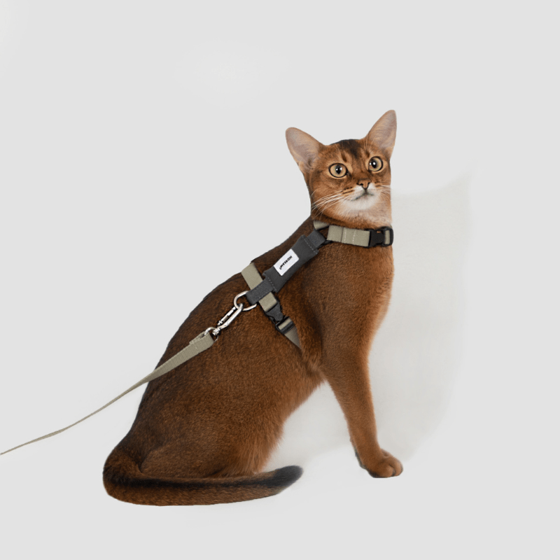 Valley Series Lightweight Cat Harness - ZoePaws