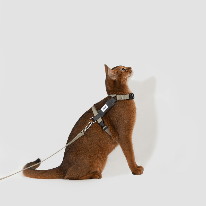 Valley Series Lightweight Cat Harness - ZoePaws