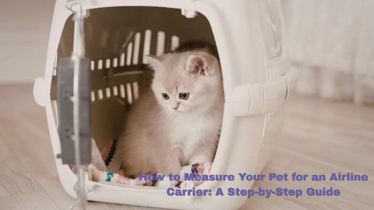 Fluffy white kitten sitting inside a pet carrier with text about measuring pets for airline carriers