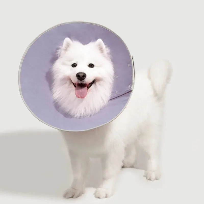 White Samoyed dog wearing a purple protective cone collar with happy expression