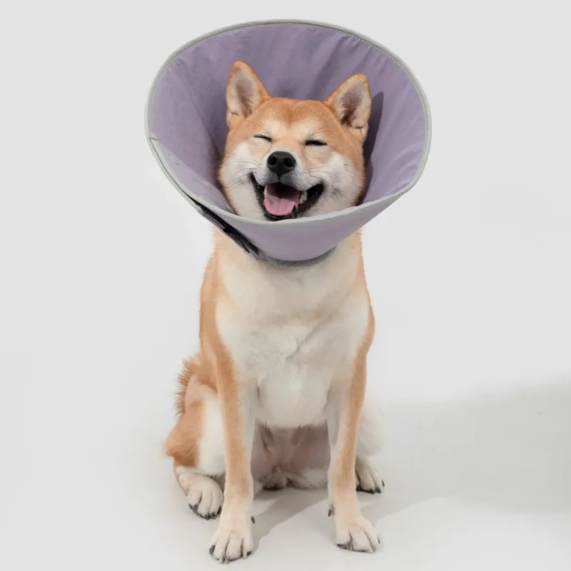 Smiling Shiba Inu dog wearing a purple recovery cone sitting against white background