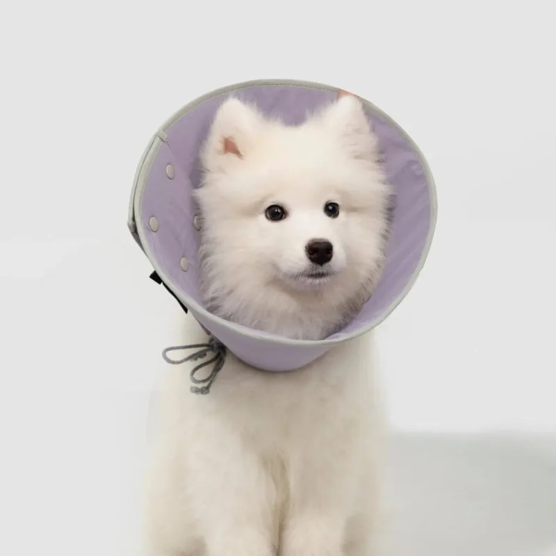 Fluffy white Samoyed puppy wearing a lavender recovery cone collar against gray background