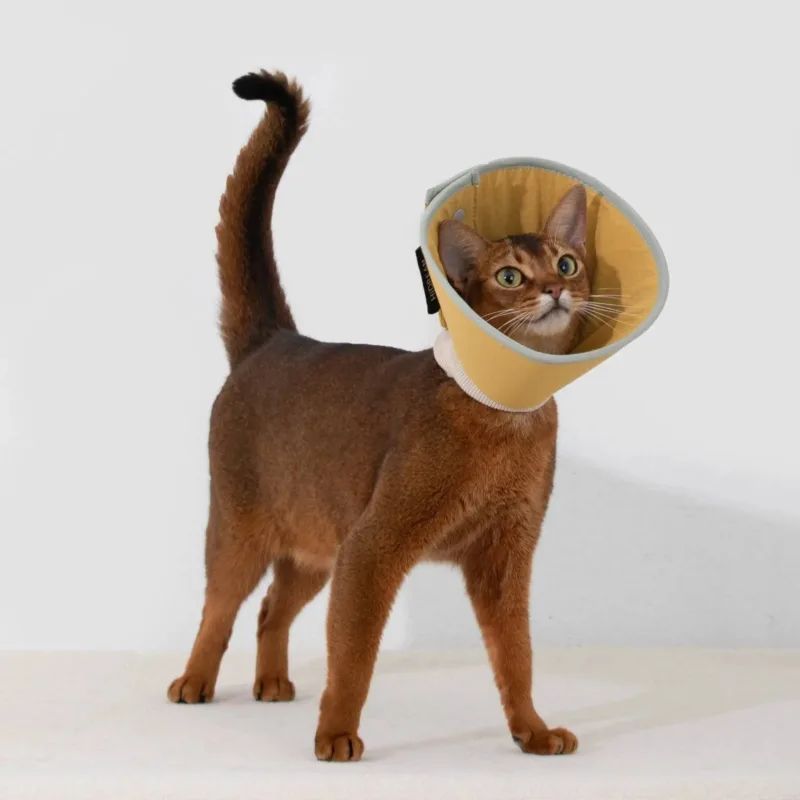 Abyssinian cat wearing a yellow fabric recovery cone standing with tail raised