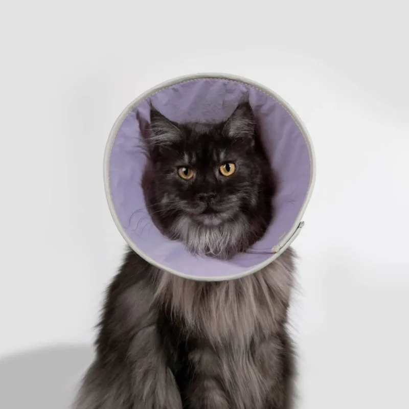 Long-haired gray cat wearing a purple protective cone collar against white background