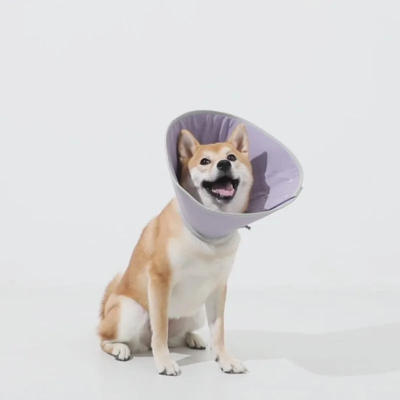 Shiba Inu dog wearing purple recovery cone sitting against white background