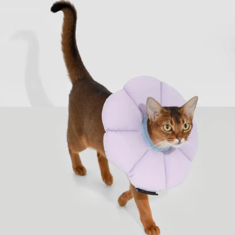 Abyssinian cat wearing a lavender flower-shaped recovery cone collar walking on gray background