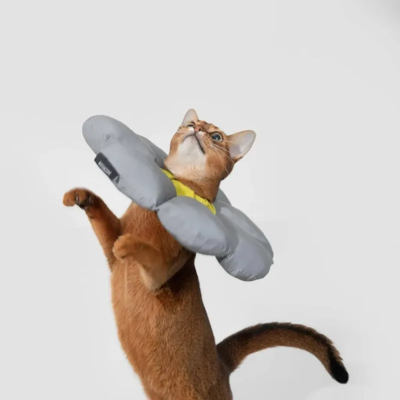 Abyssinian cat wearing gray inflatable recovery collar reaching upward against white background
