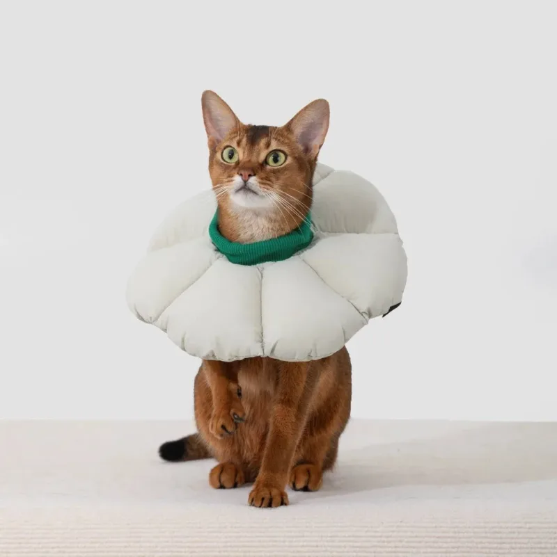 Abyssinian cat wearing a white flower-shaped recovery cone with green collar