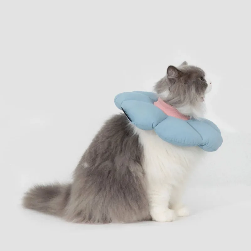 Gray and white long-haired cat wearing a blue inflatable recovery collar with pink strap