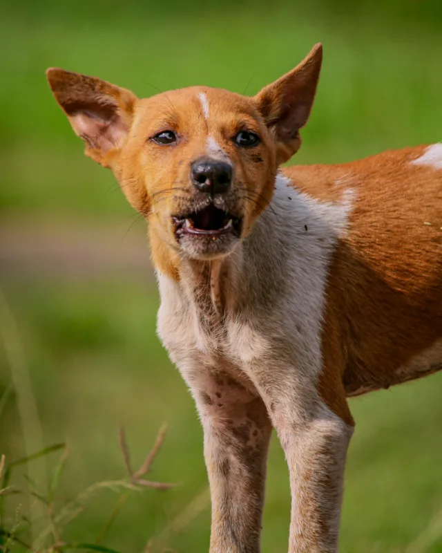 Adorable puppy expressing joy captured in a lush green outdoor setting in Dhaka, Bangladesh.